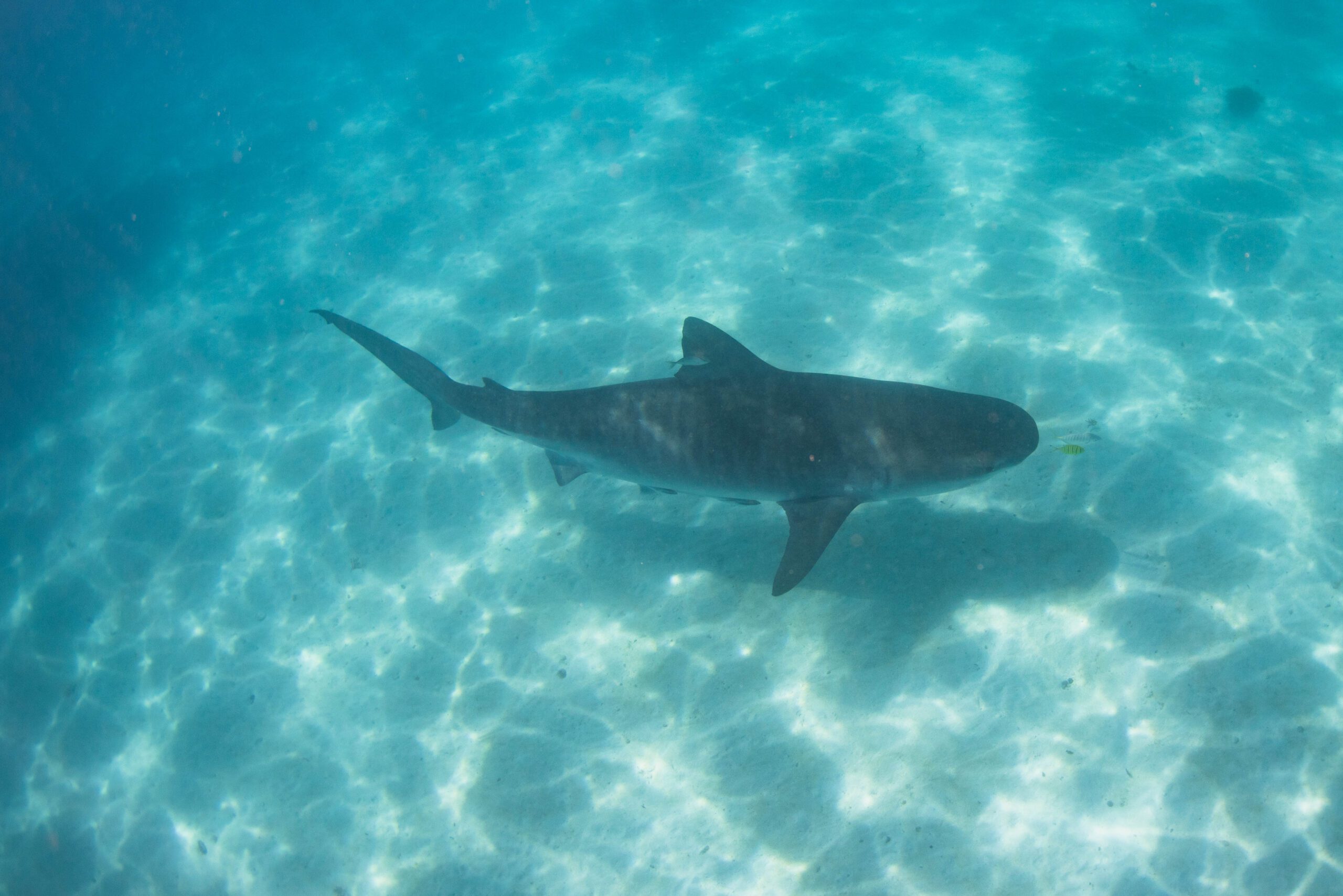 Coral Bay Marine Tour - St Hilda's Anglican School For Girls